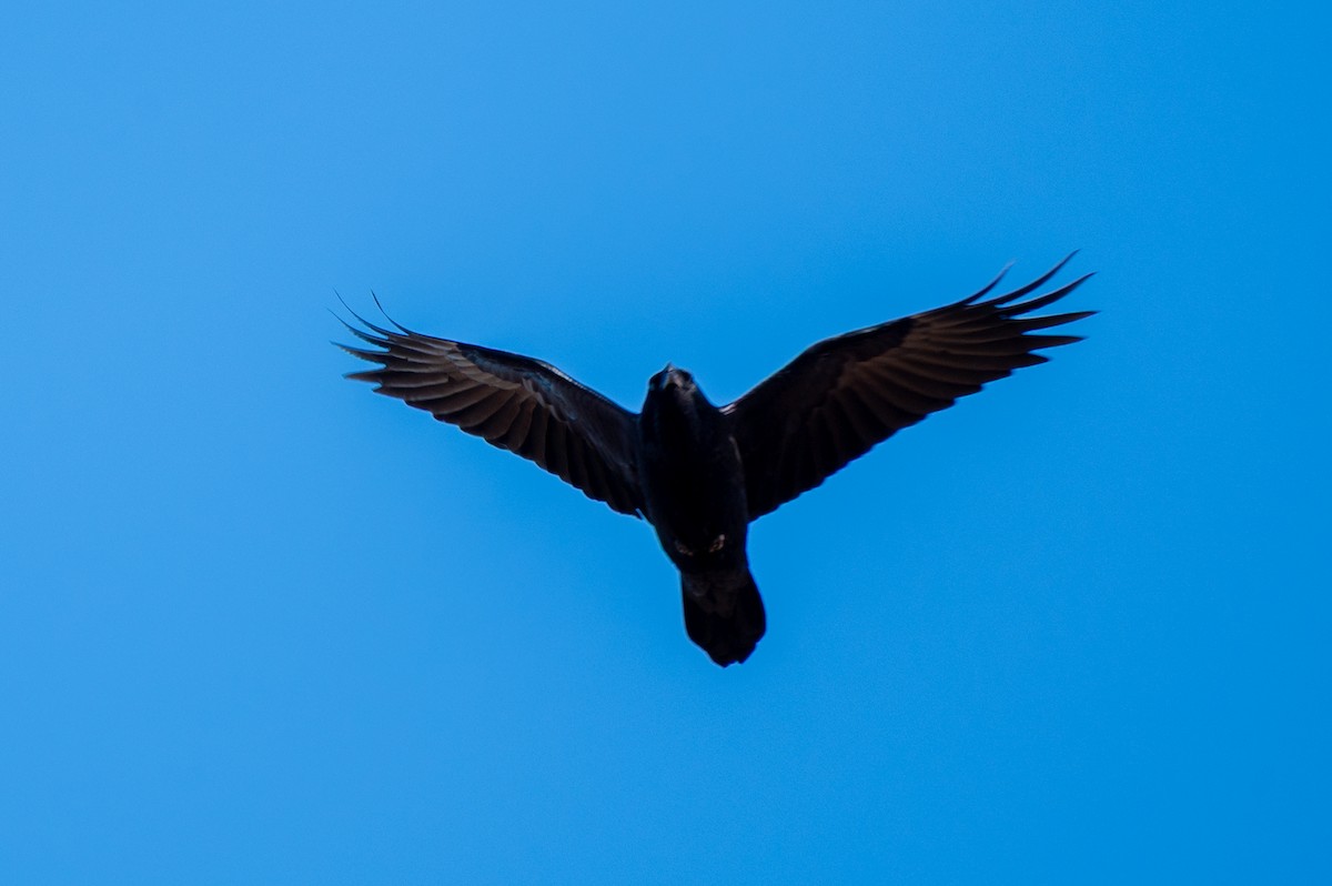 Common Raven - ML645265943