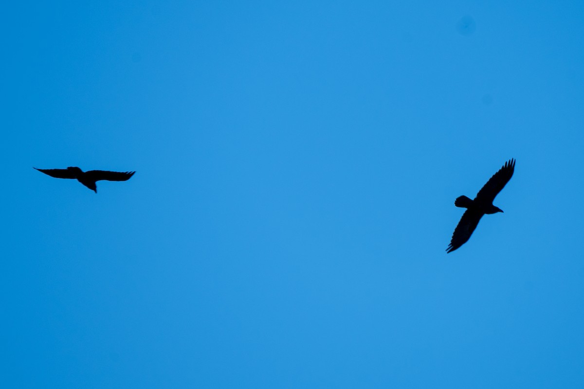 Common Raven - ML645265944