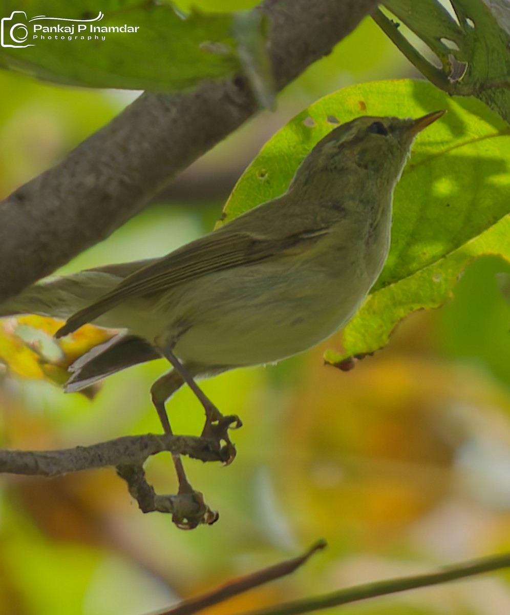 østsanger - ML645265948