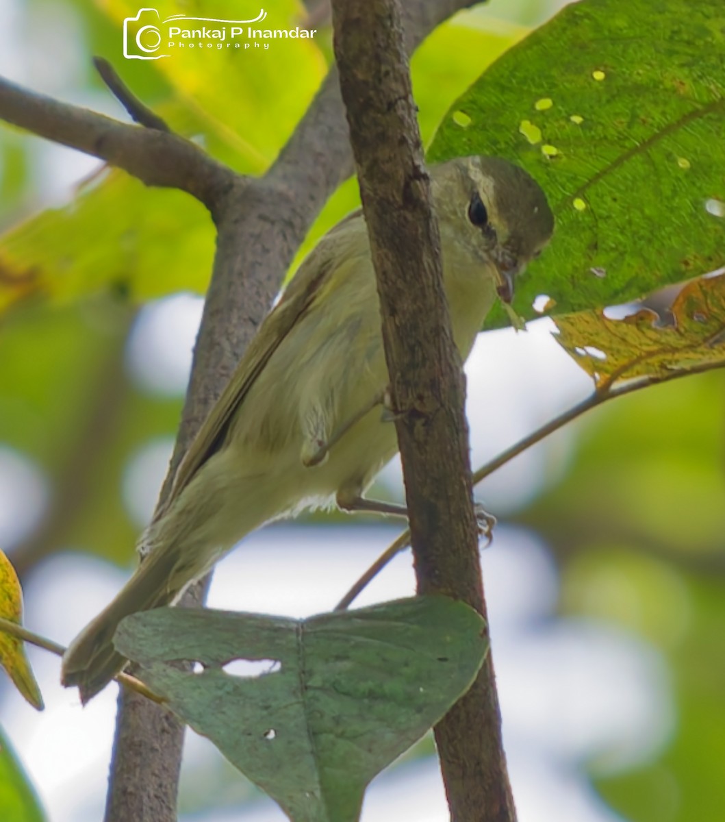 østsanger - ML645265949