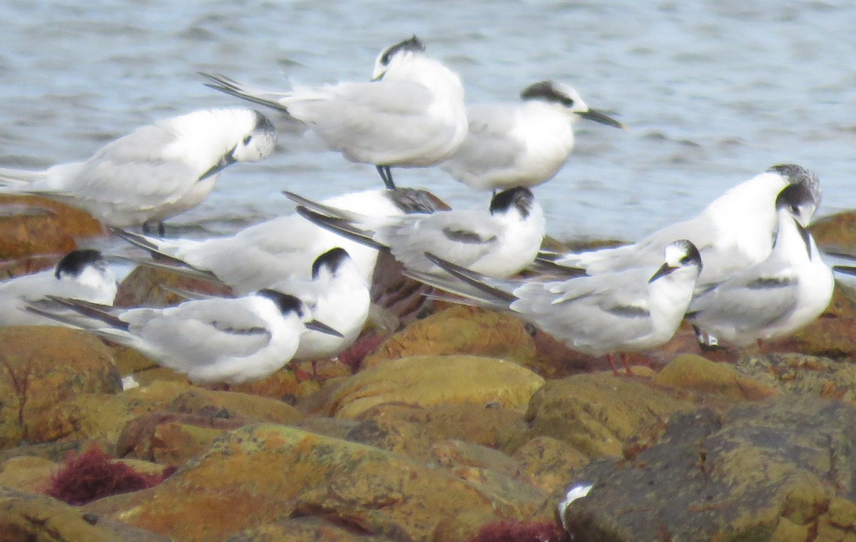Common Tern - ML645265951