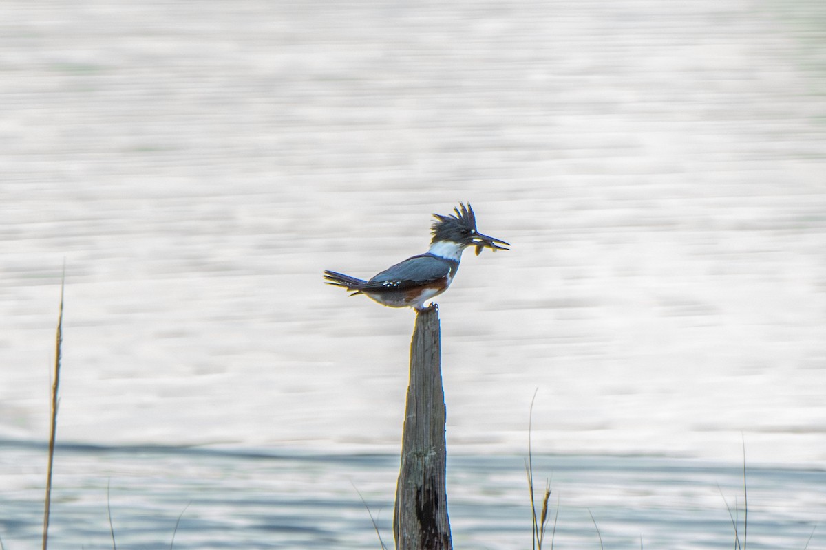 Martin handi iparramerikarra - ML645265957