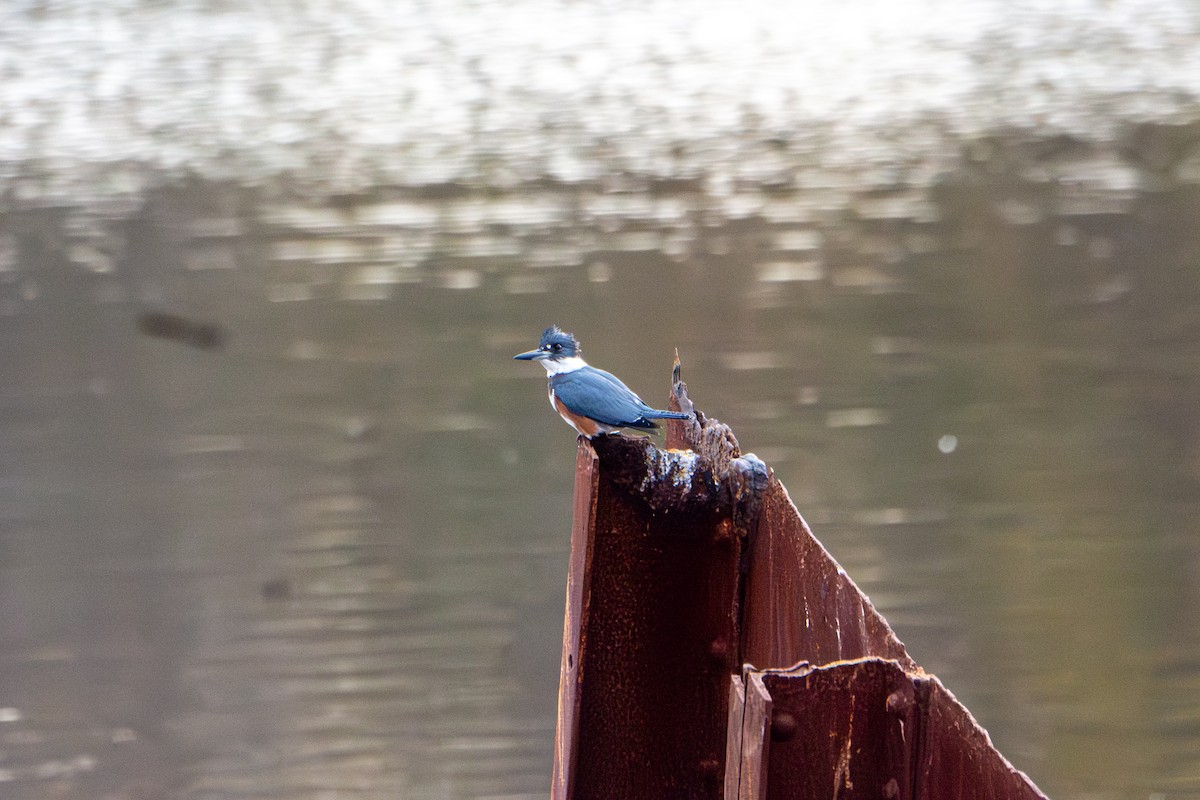 Martin handi iparramerikarra - ML645265958