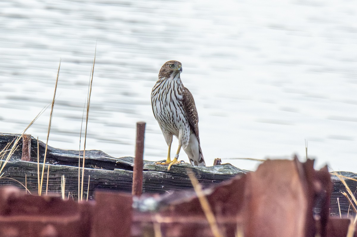 Cooper's Hawk - ML645265969