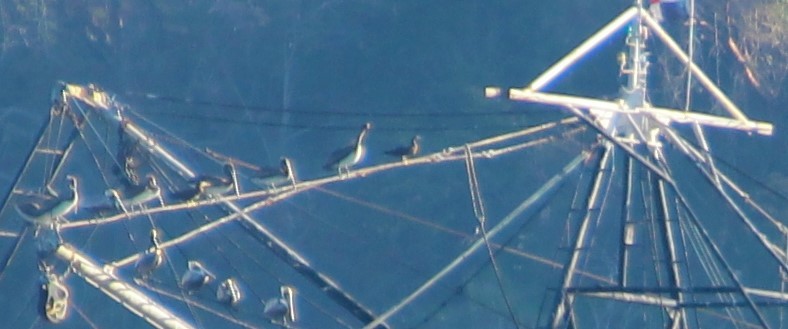 Cocos Booby - ML645265990