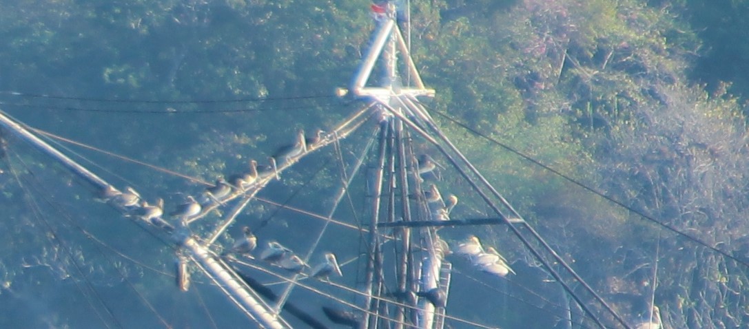 Cocos Booby - ML645265991