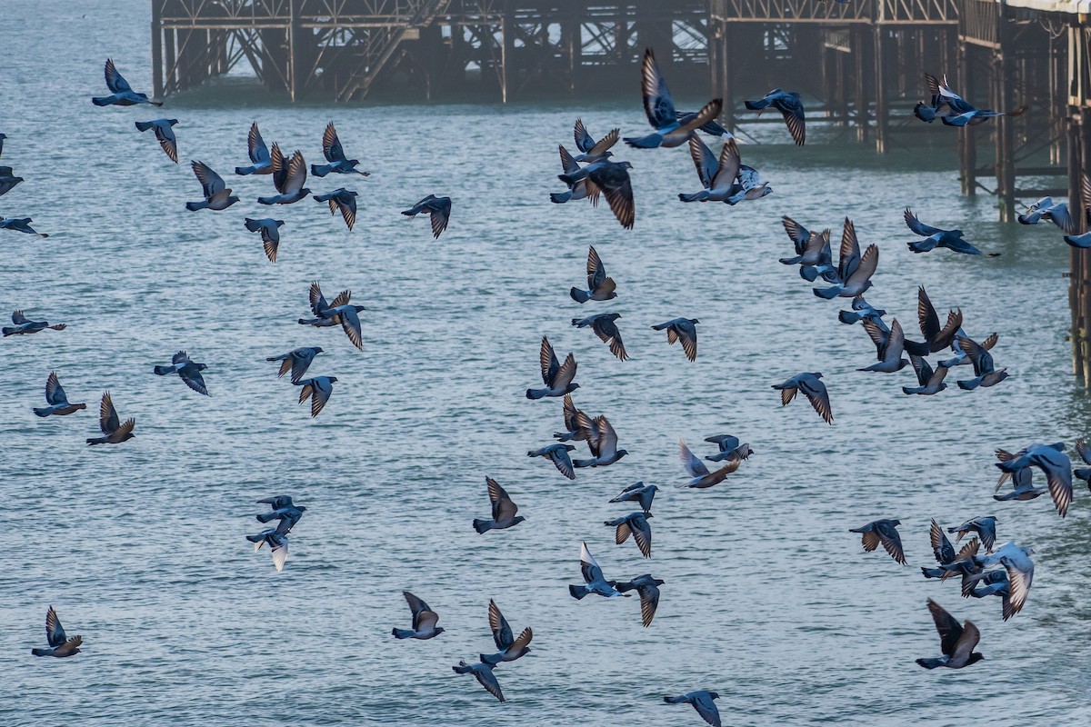 holub skalní (domácí) - ML645265998