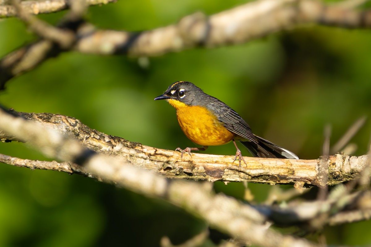 Веерохвостая корольковка - ML645266006