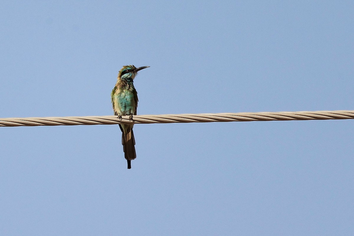 Arabian Green Bee-eater - ML645266007