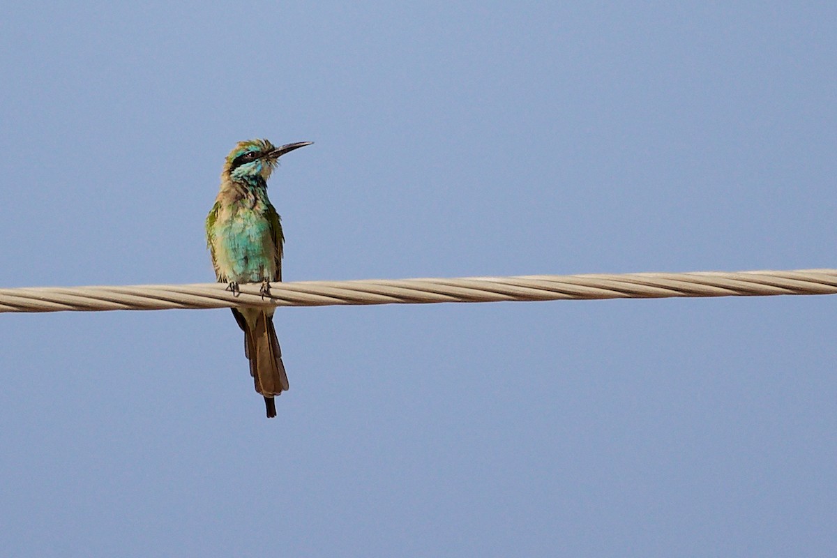 Arabian Green Bee-eater - ML645266008