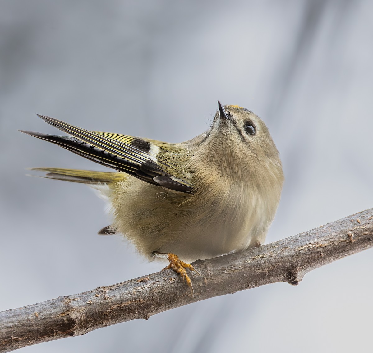 Goldcrest - ML645266009