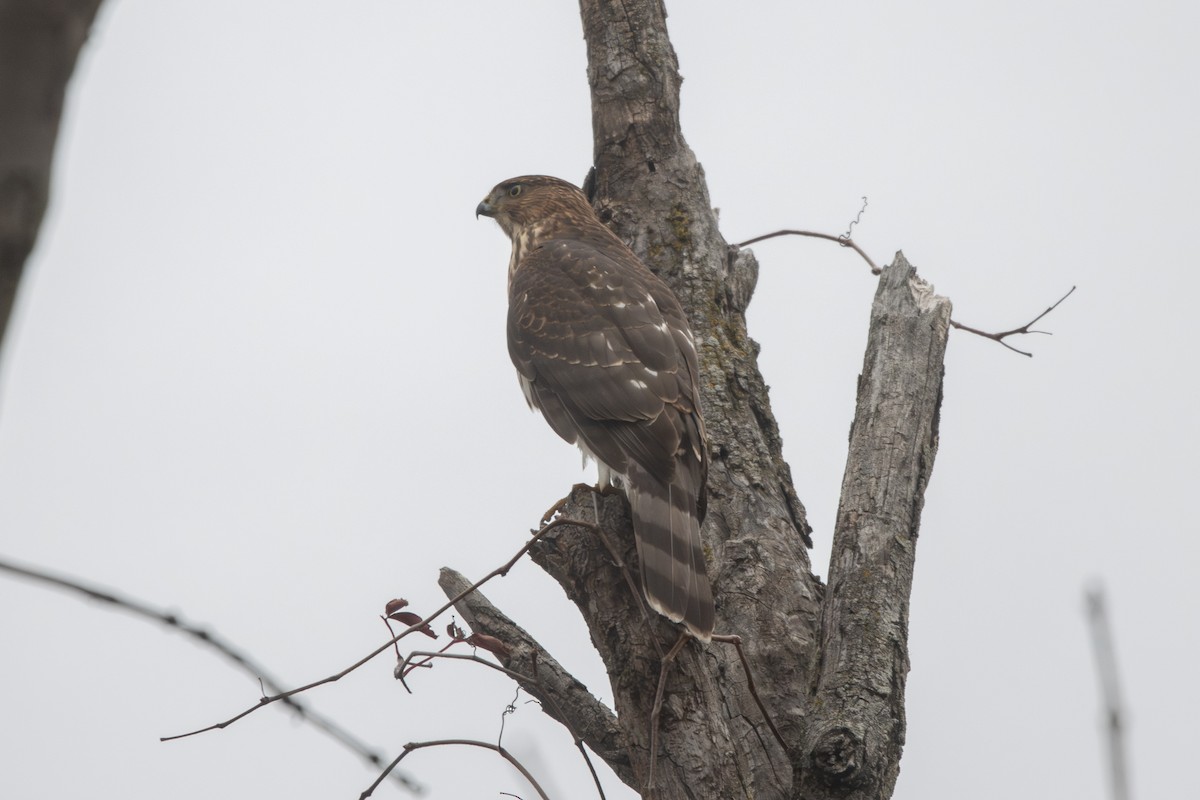 Cooper's Hawk - ML645266012