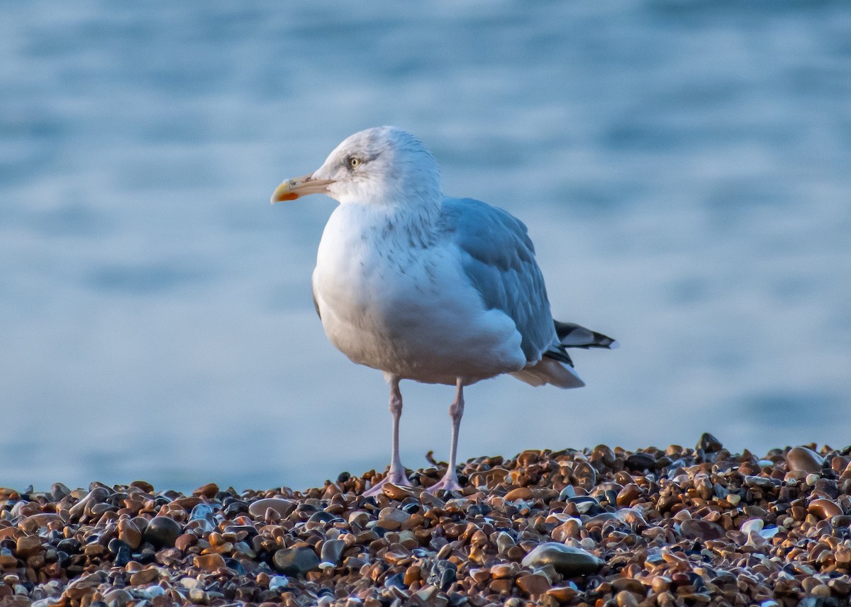 racek stříbřitý - ML645266015