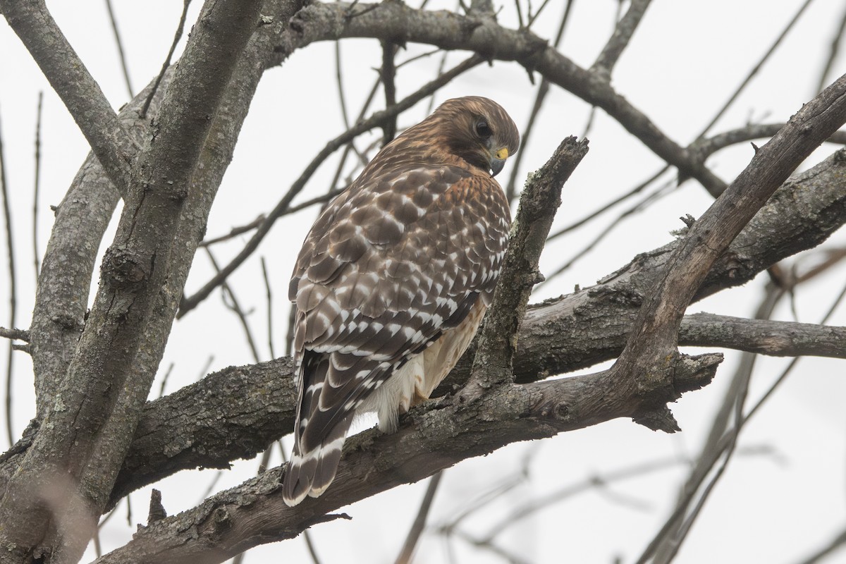 Red-shouldered Hawk - ML645266016