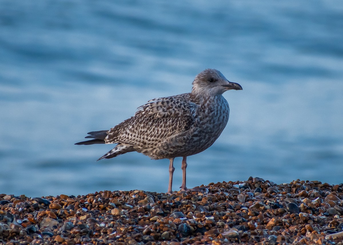 racek stříbřitý - ML645266017