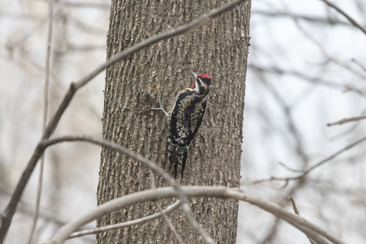 Yellow-bellied Sapsucker - ML645266021