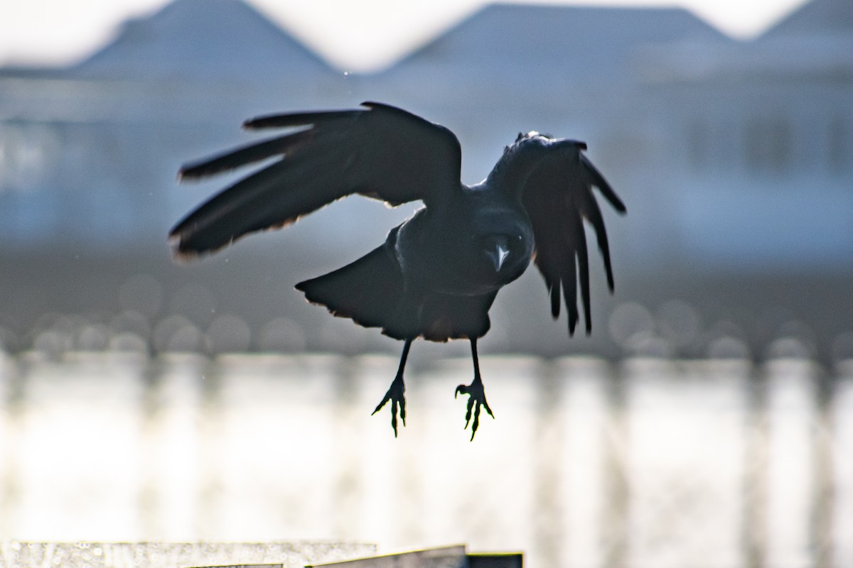 vrána černá - ML645266030