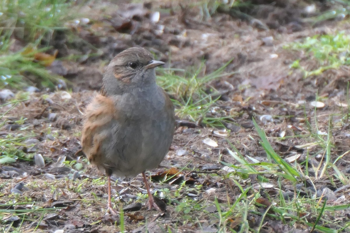 Dunnock - ML645266036