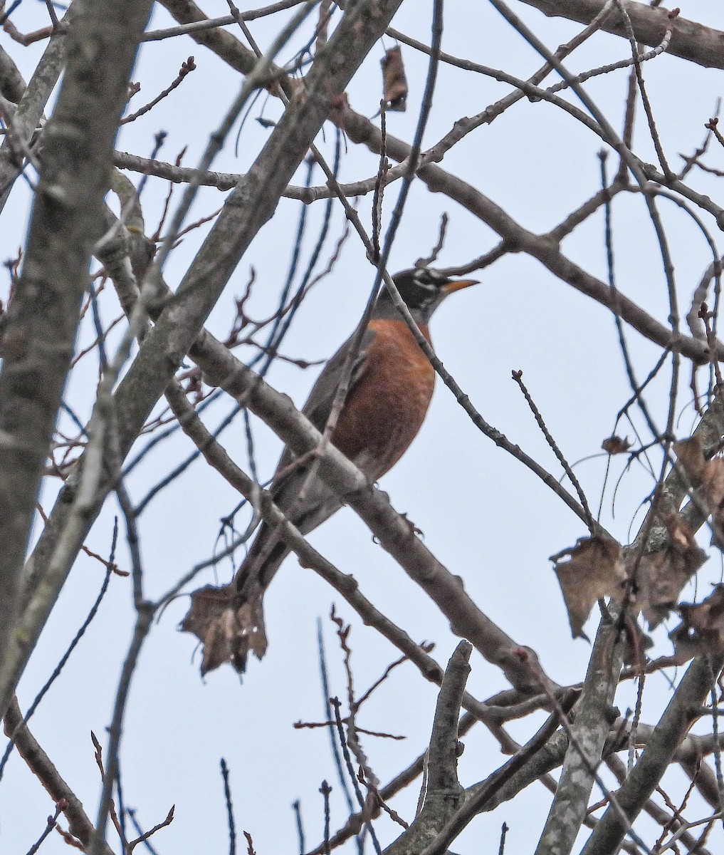American Robin - ML645266040