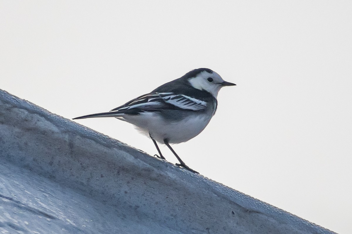 konipas bílý - ML645266041