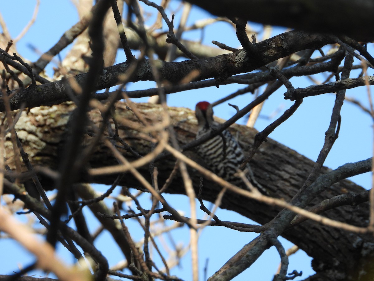 strakapoud proužkohřbetý - ML645266051