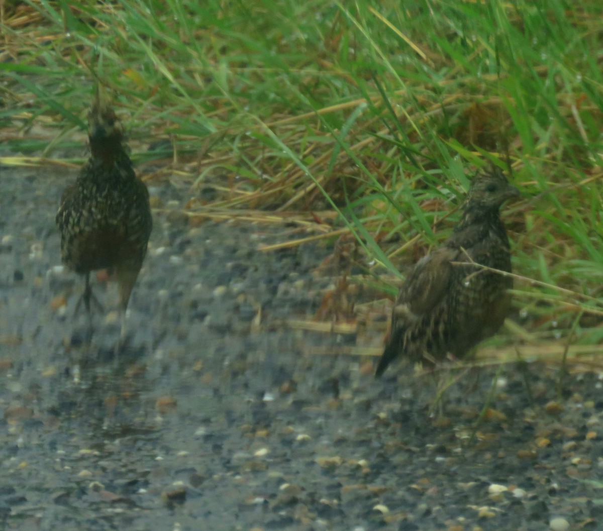 sørkrattvaktel - ML645266061