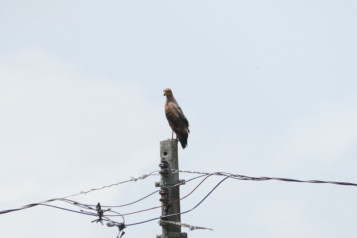 Savanna Hawk - ML645266063