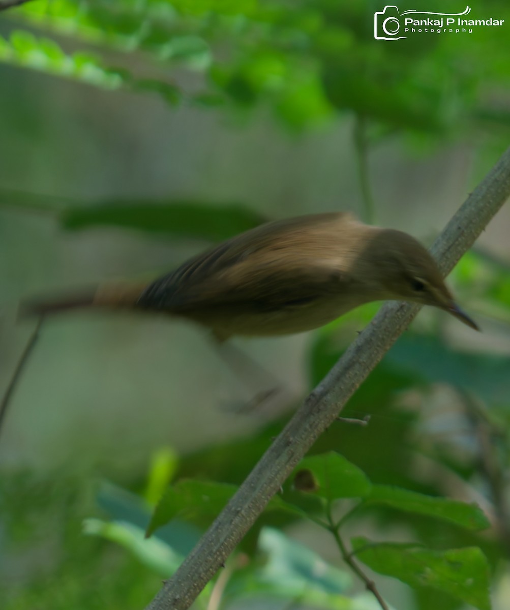 Clamorous Reed Warbler - ML645266066