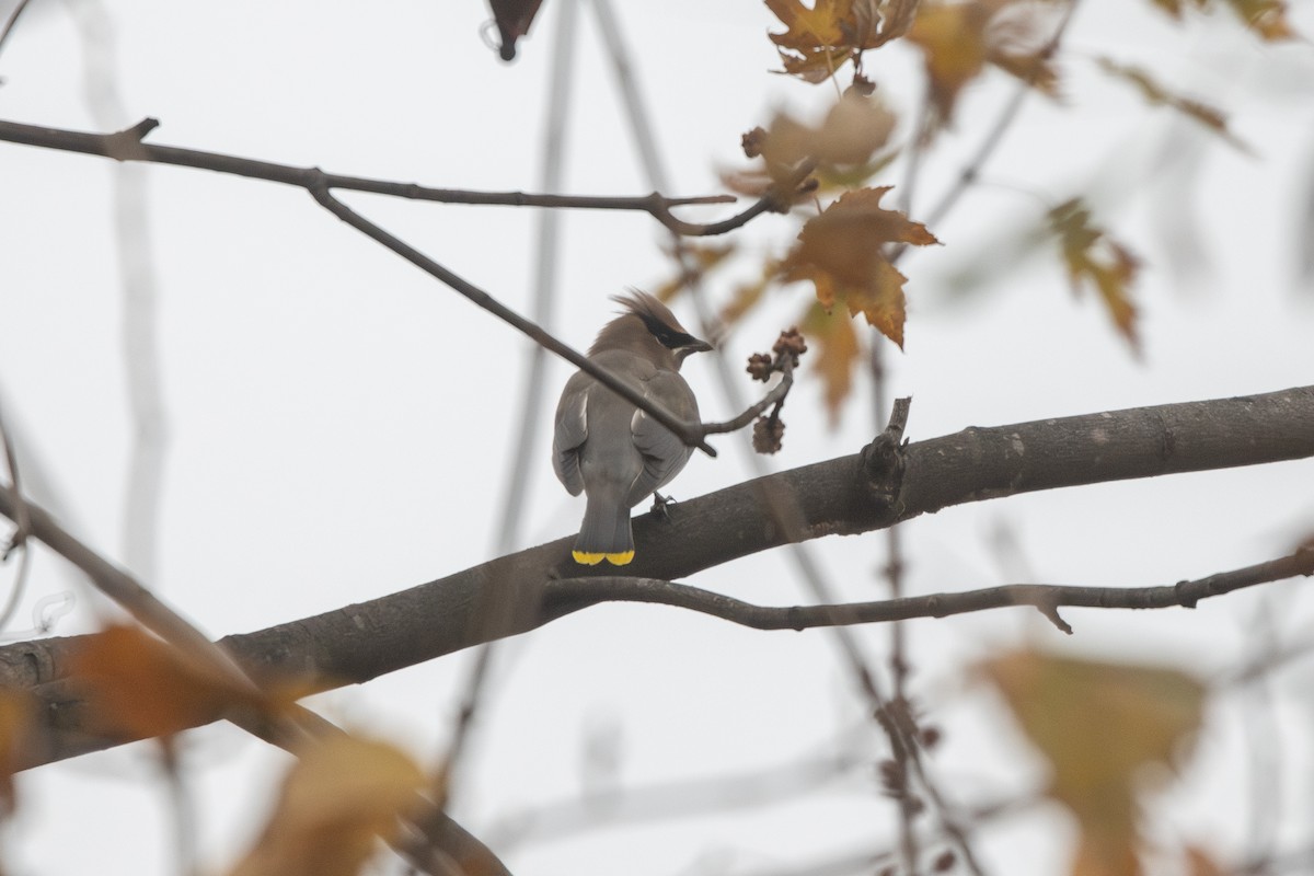 Cedar Waxwing - ML645266071