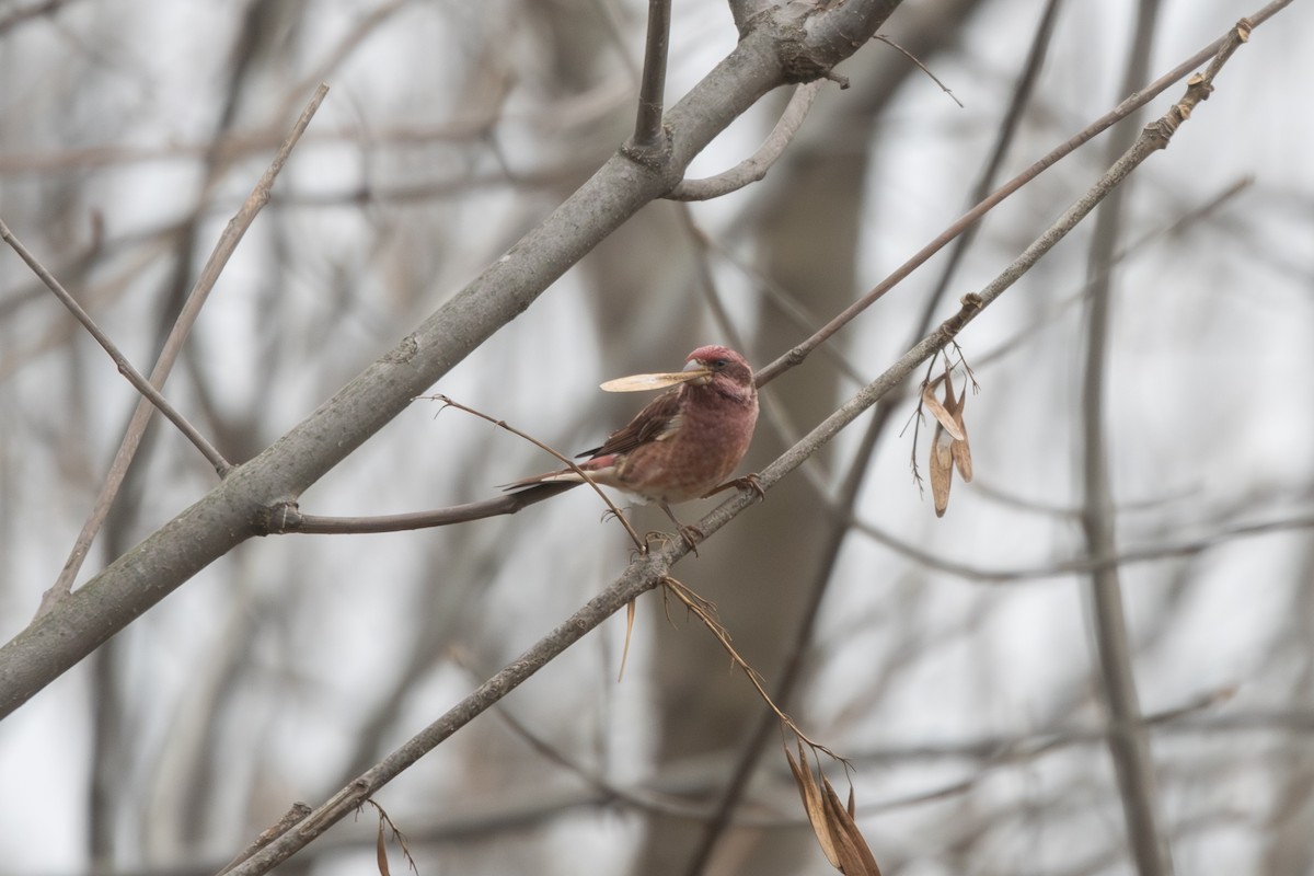 Purple Finch - ML645266077