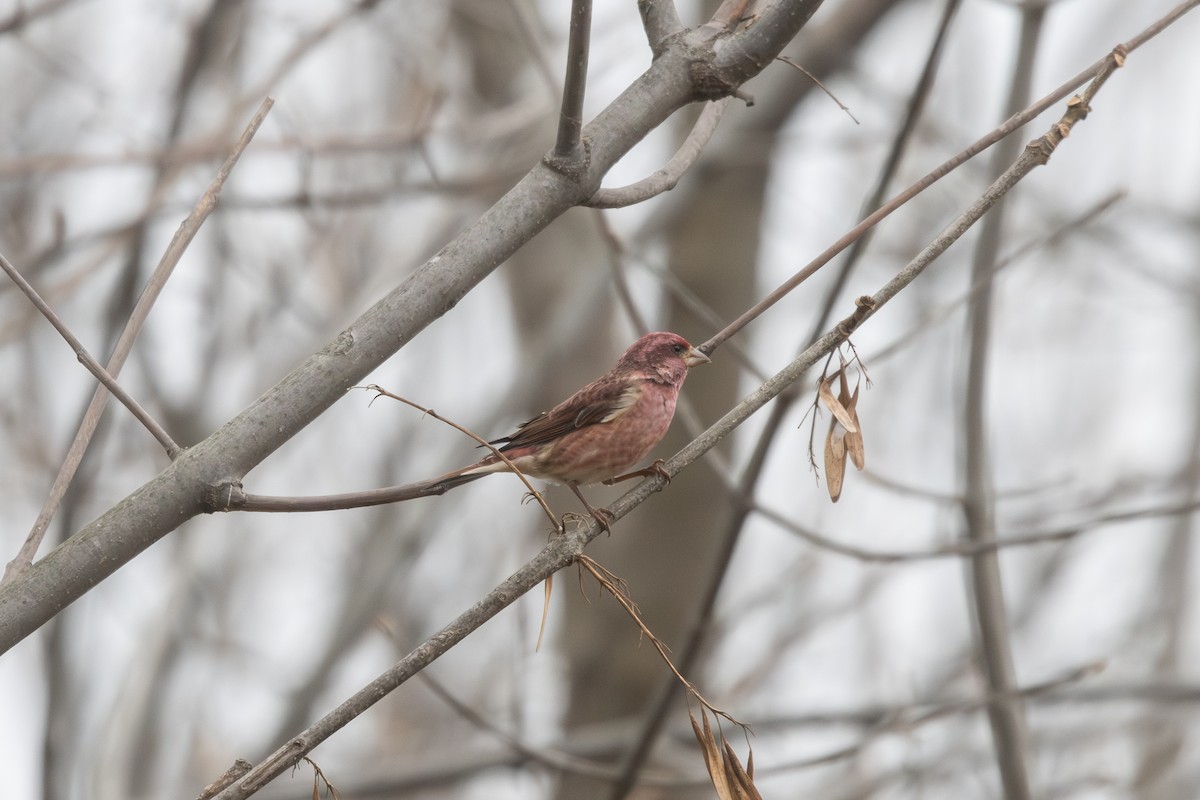 Purple Finch - ML645266079