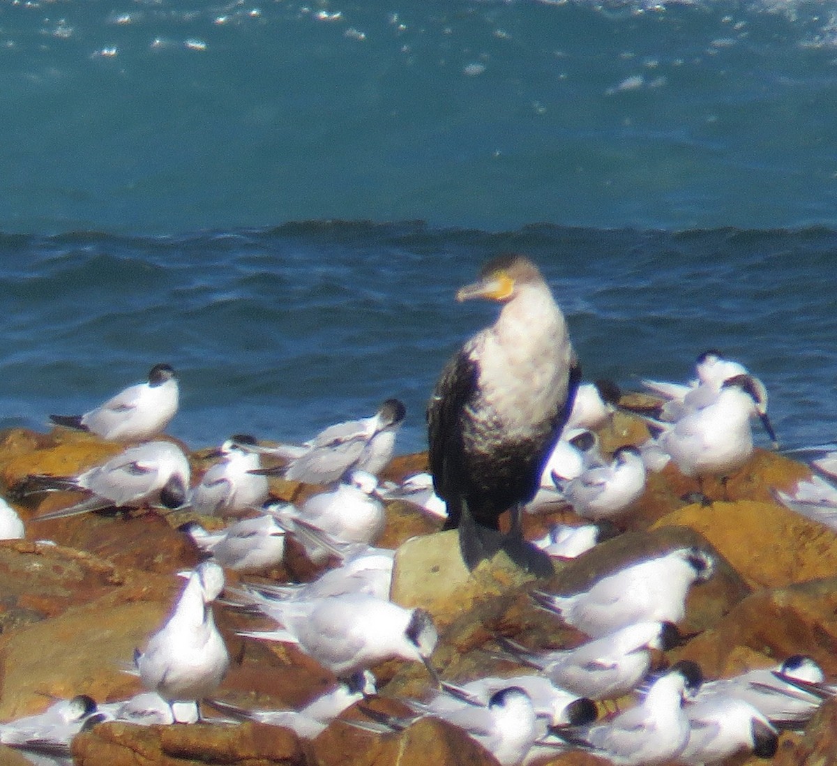 kormorán velký (ssp. lucidus) - ML645266080