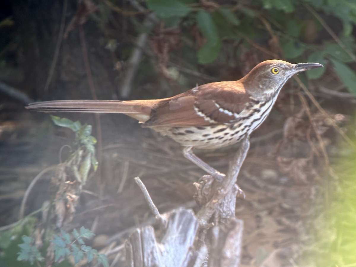 Brown Thrasher - ML645266081