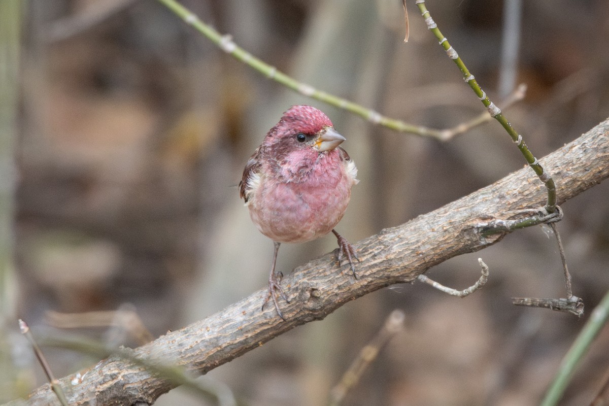 Purple Finch - ML645266085