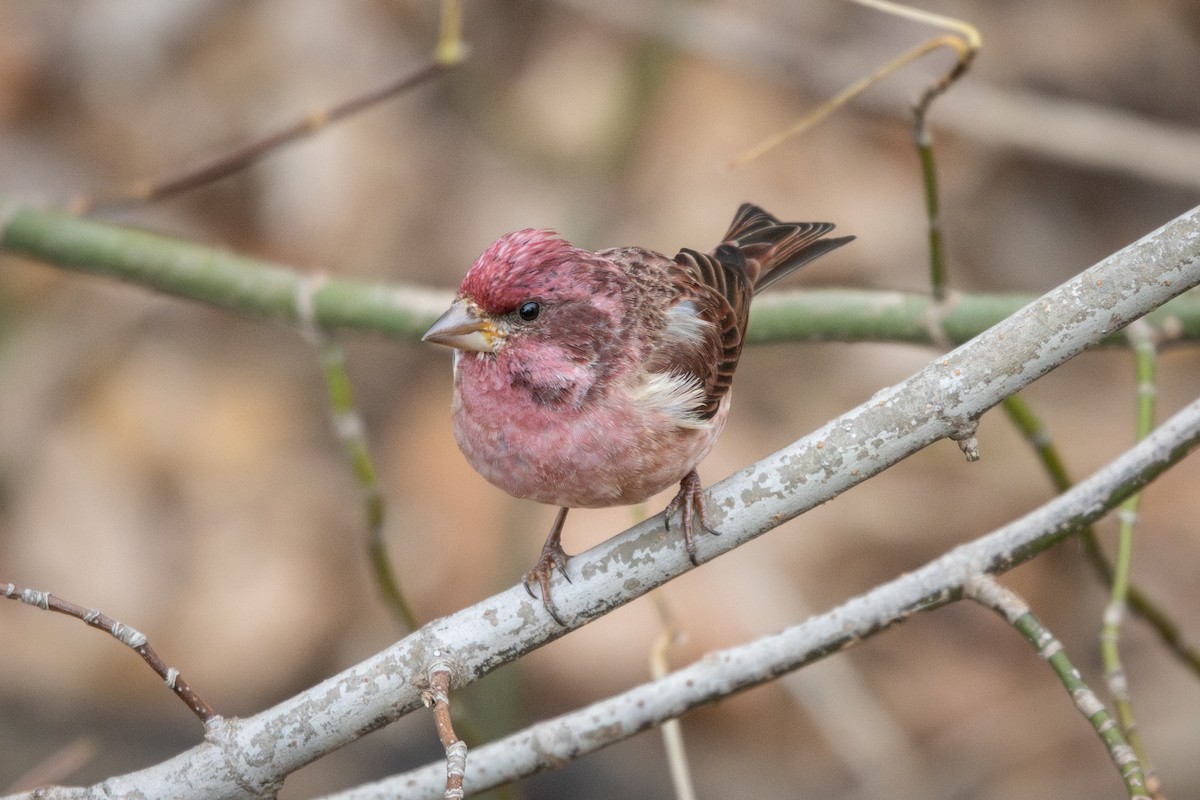Purple Finch - ML645266086