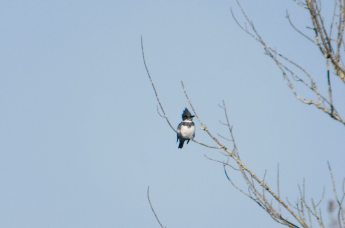 Martin handi iparramerikarra - ML645266093