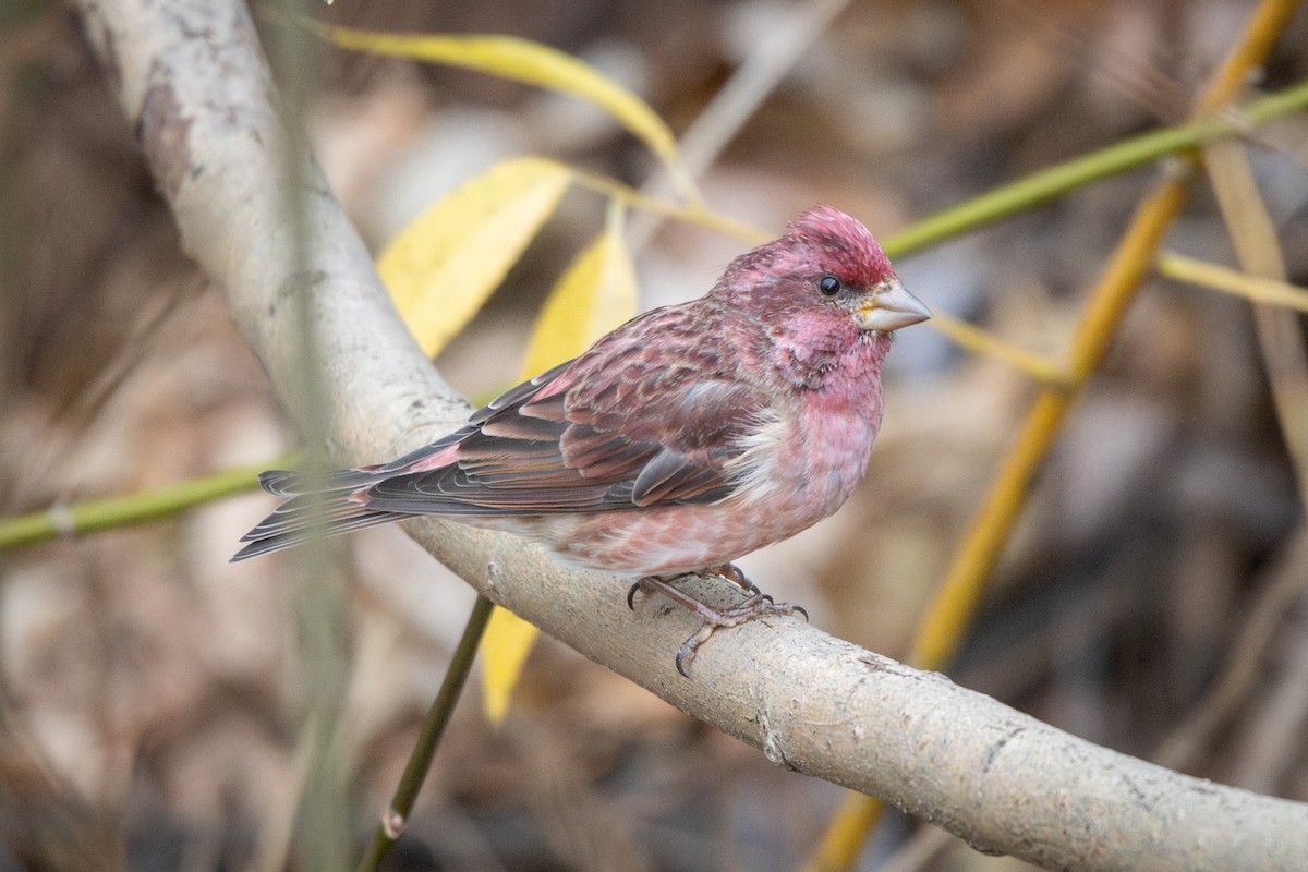 Purple Finch - ML645266097