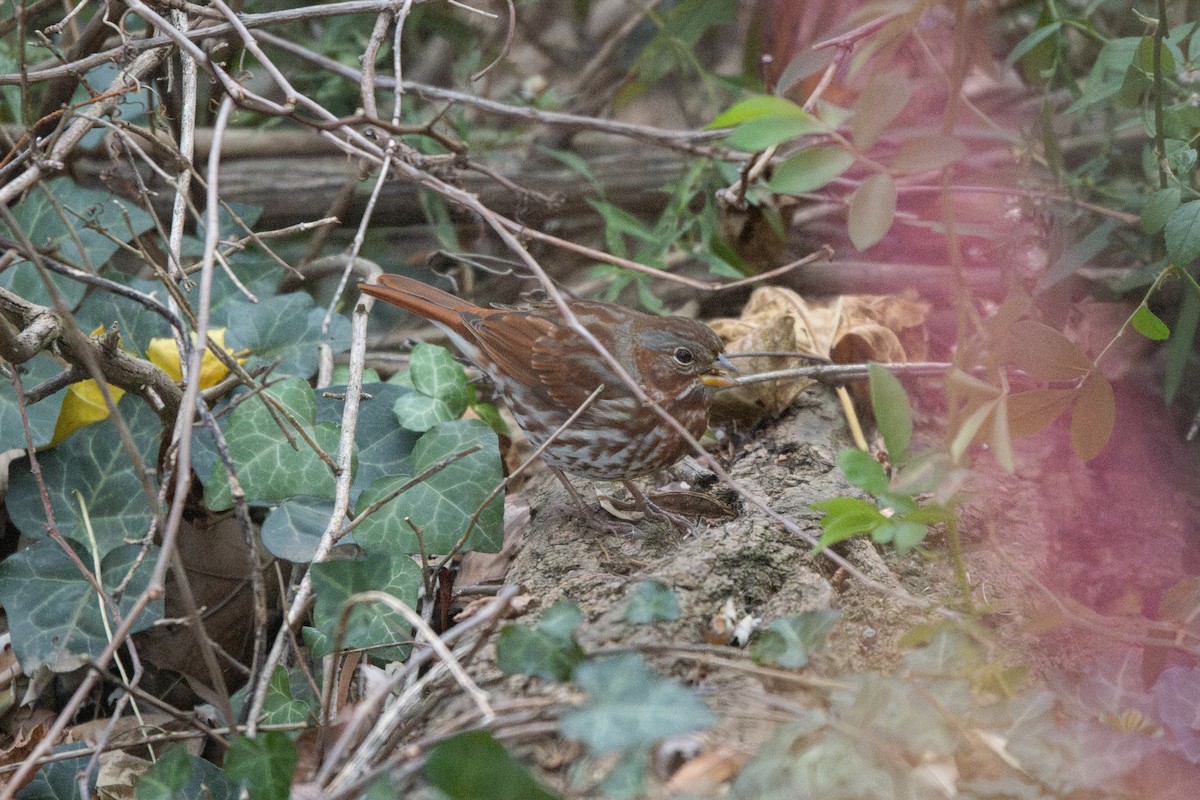 Пасовник рябогрудий - ML645266106