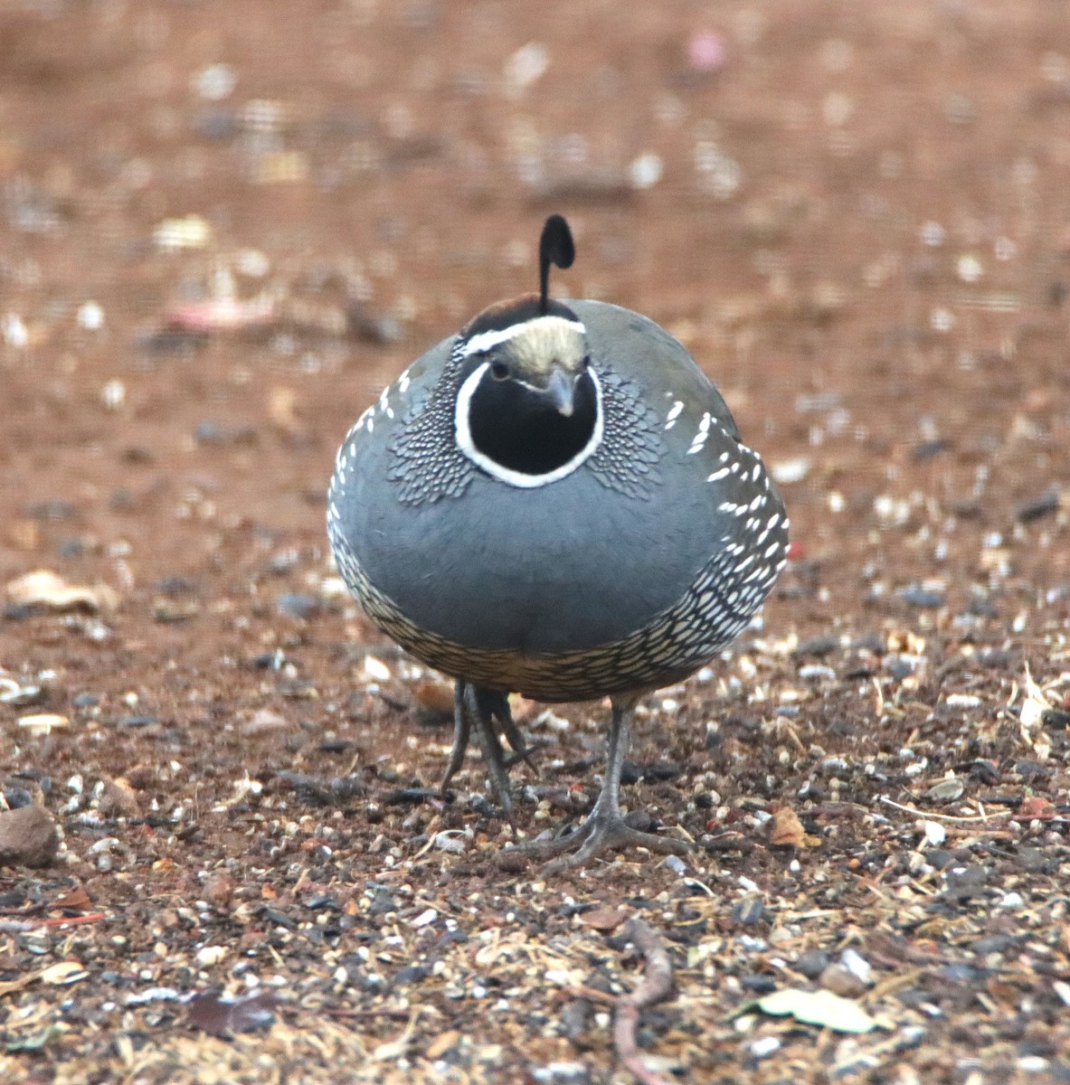 Перепелиця каліфорнійська - ML645266107