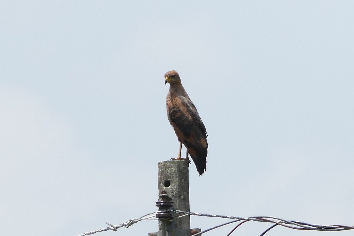 Канюк-крабоїд рудий - ML645266108