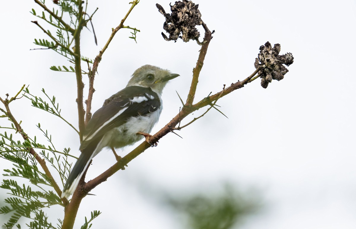 White-crested Helmetshrike - ML645266113