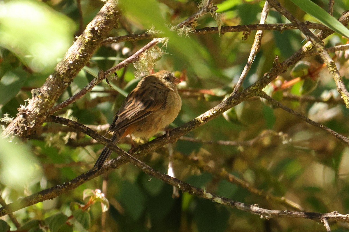 Насіннєїд великий - ML645266115