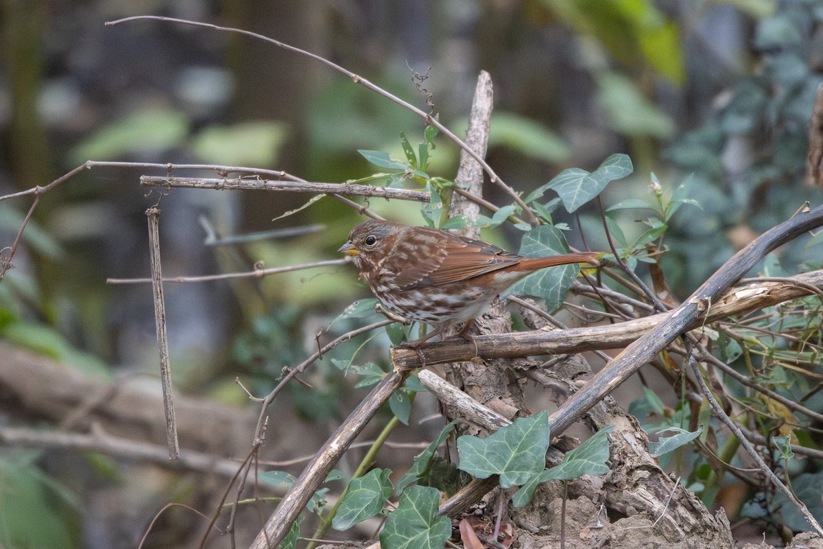 Пасовник рябогрудий - ML645266116