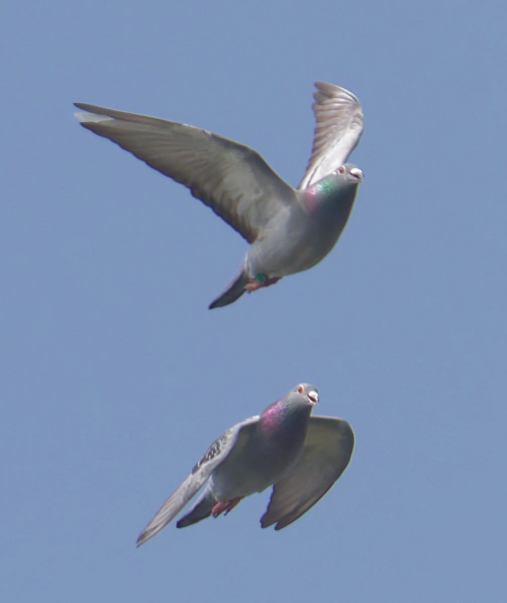 Голуб сизий (міський) - ML645266117