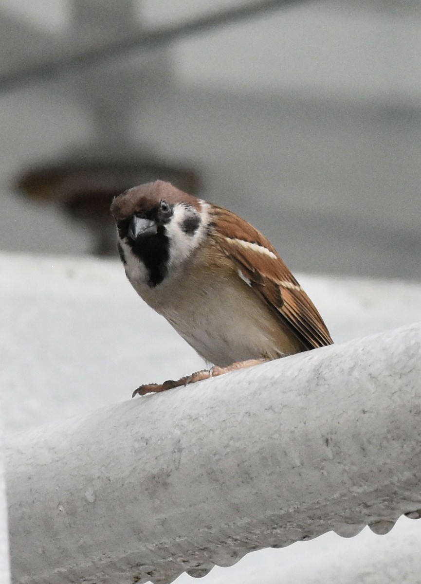 Горобець польовий - ML645266118