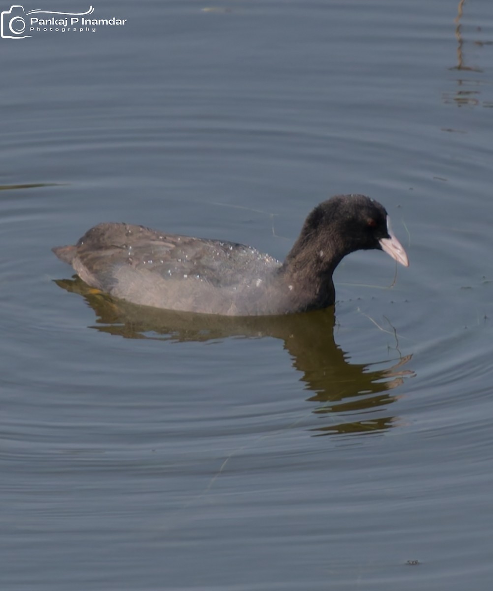 Лиска звичайна - ML645266120