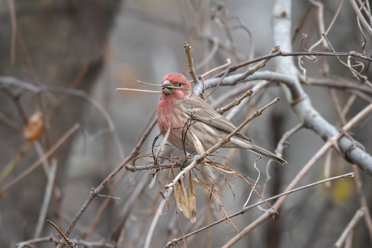 Чечевиця садова - ML645266121