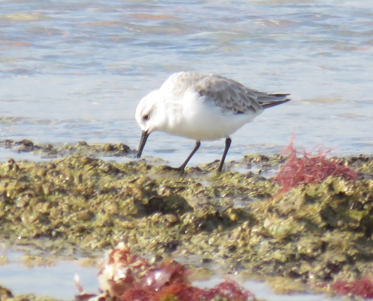 Побережник білий - ML645266123