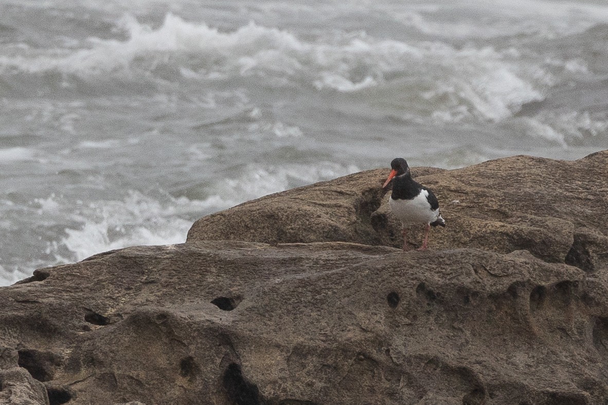 Кулик-сорока євразійський - ML645266124