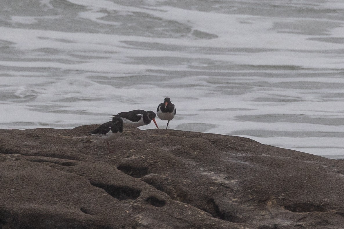 Кулик-сорока євразійський - ML645266125